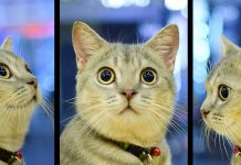 mơ thấy con m&egrave;o