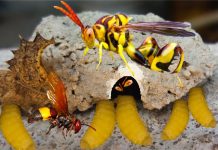 t&ograve; v&ograve; l&agrave;m tổ trong nh&agrave;